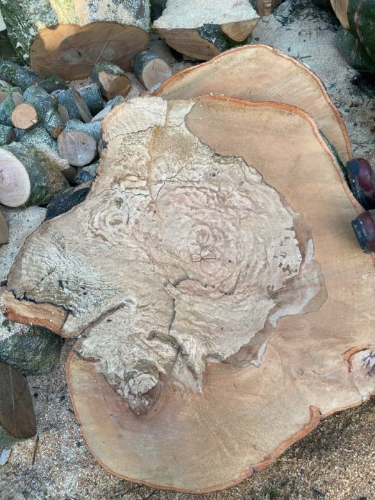 Cross section of a large beech felled by Lockett after decay was found