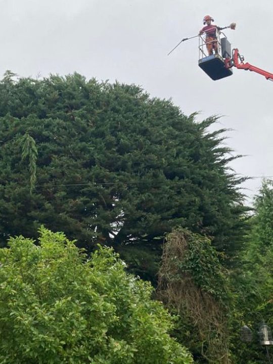 Lockett arborist in a Spider MEWP basket trimming the top of a large conifer
