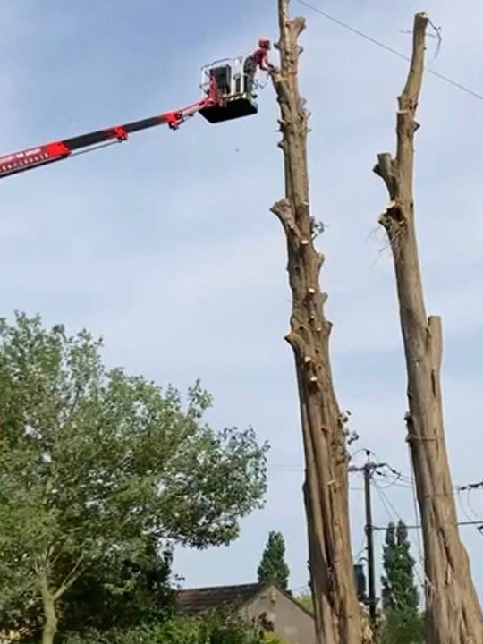 Tall poplar stems dismantled in sections from a red Spider MEWP