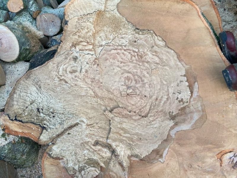 Cross section of a beech removed after decay was found in the trunk