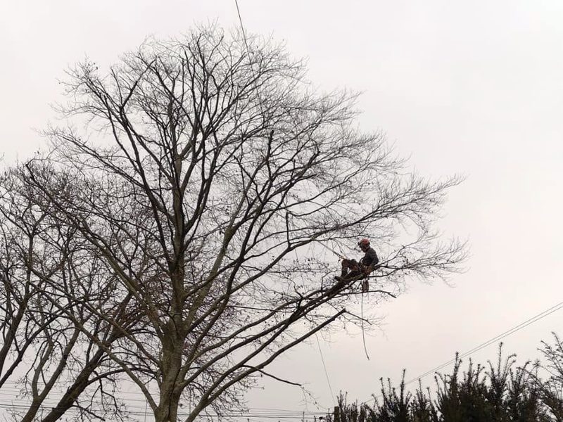 Tree surgeon roped in at the top of a large bare tree in winter