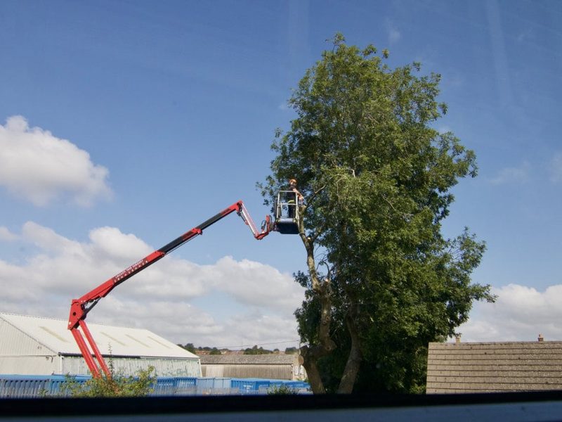 Arborist in a MEWP basket working in the crown of a tall ash tree
