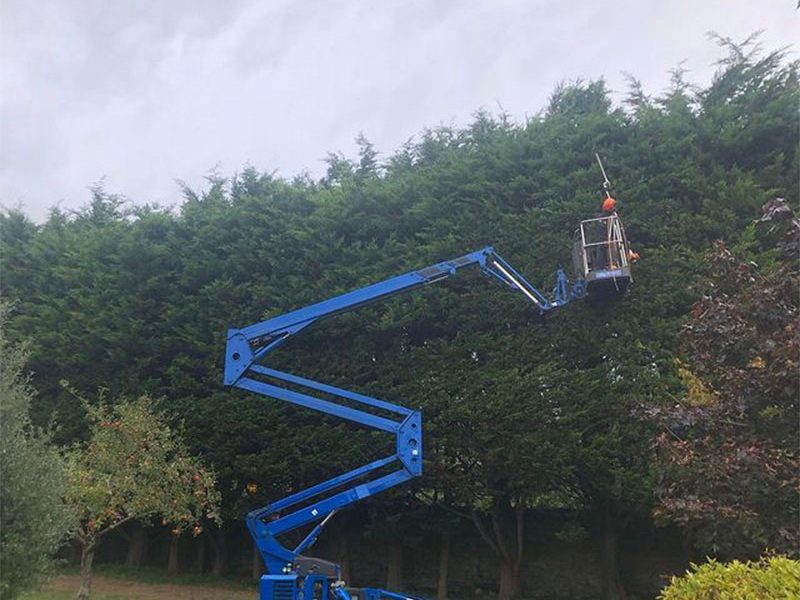 Blue tracked Spider MEWP reaching a tall conifer screen in a garden