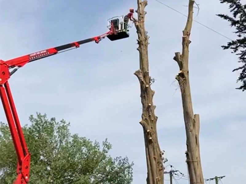 Two tall poplar stems being dismantled in sections from a red Spider MEWP