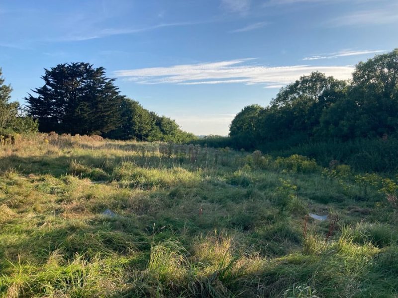 Overgrown field of long grass and scrub ringed by trees before clearance
