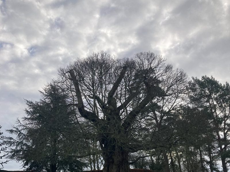 Mature tree with a reduced, pollarded crown in the grounds of a large garden