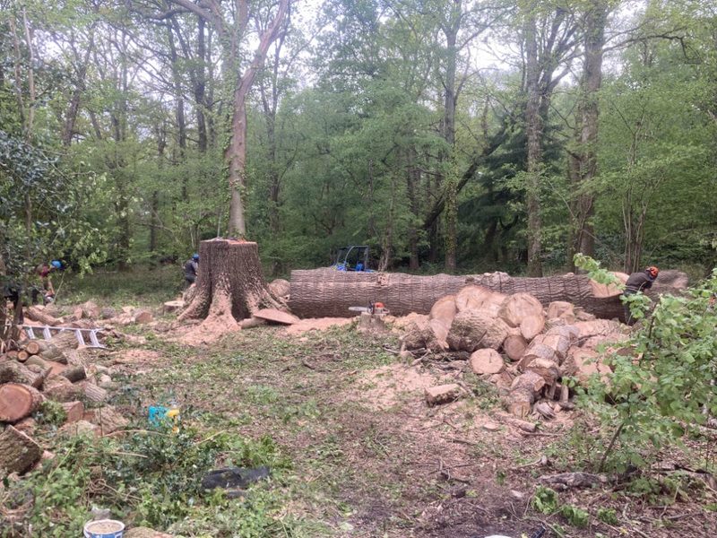 Large stump and felled trunk in a woodland with logs stacked beside it