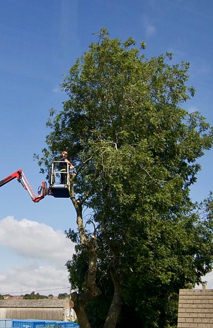 Lockett tree surgeon in the Spider MEWP basket, working in the crown of a tall ash